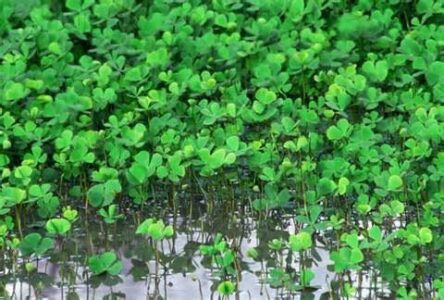 Listing Of Most-Nutritious Vegetables And Fruits Image